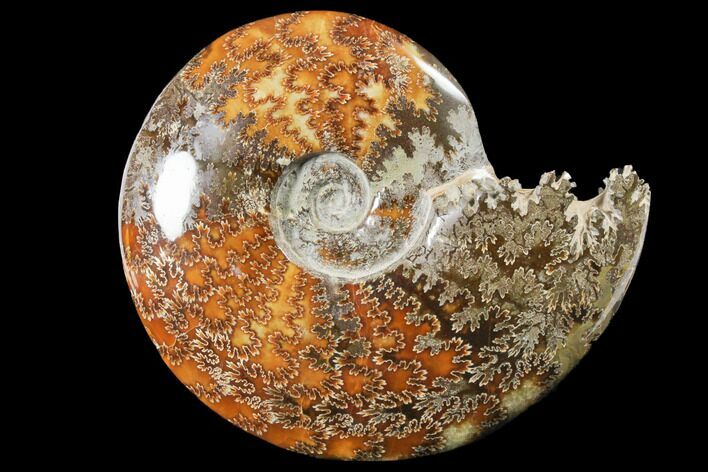 Polished, Agatized Ammonite (Cleoniceras) - Madagascar #133234